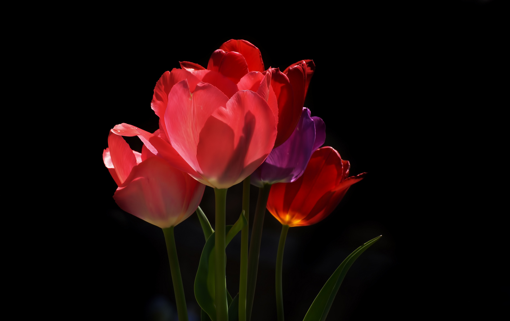 Tulpen