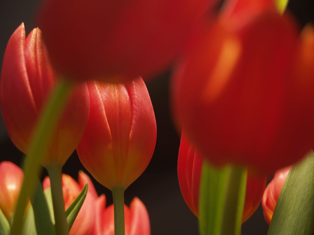 Tulpen