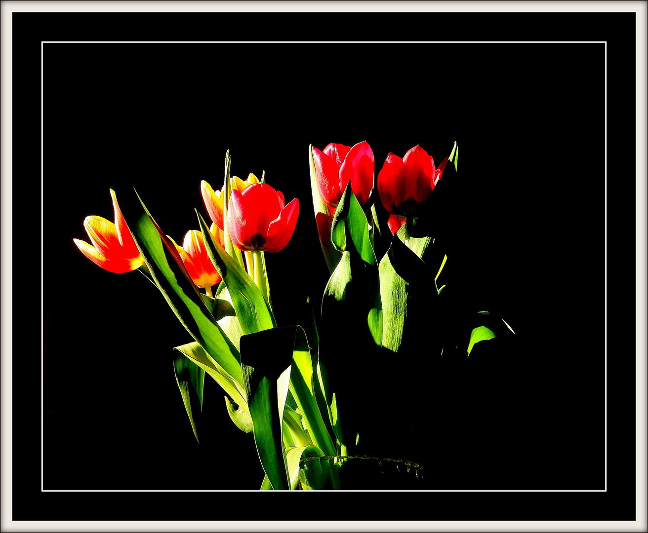 Tulpen.....