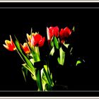 Tulpen.....