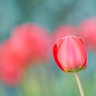 Tulpen