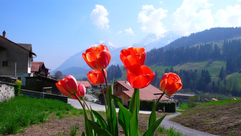 Tulpen