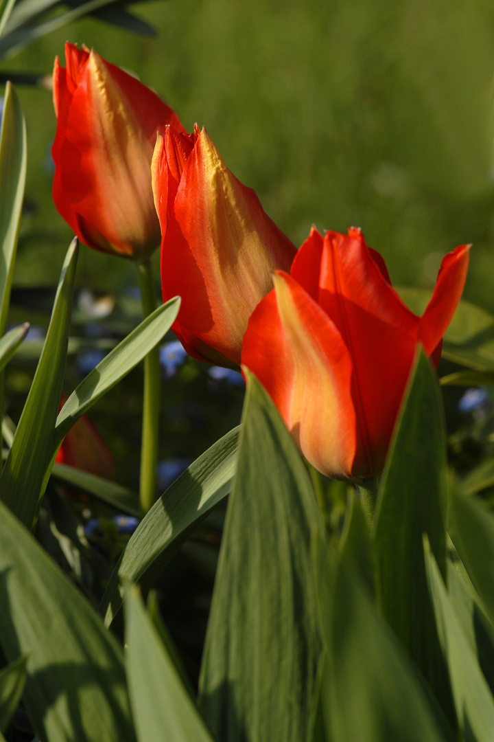 Tulpen