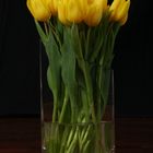 Tulpen