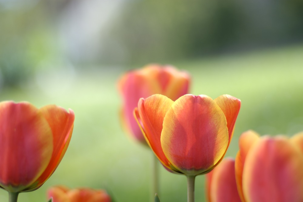 Tulpen