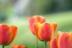 Tulpen