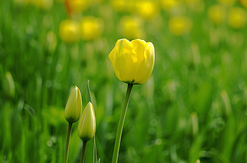 Tulpen