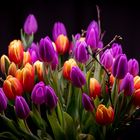 Tulpen