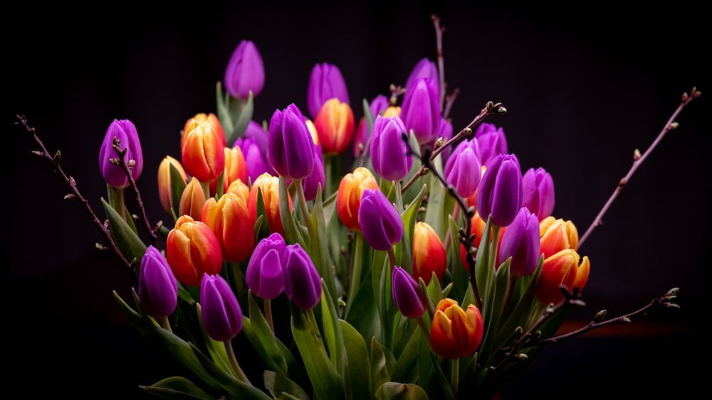 Tulpen