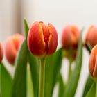 Tulpen