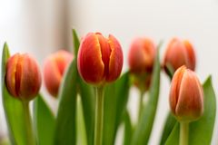 Tulpen