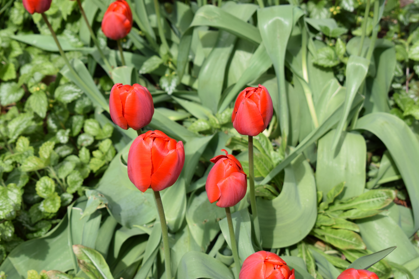 Tulpen