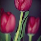 Tulpen