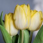 Tulpen