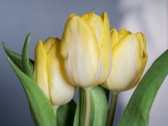 Tulpen