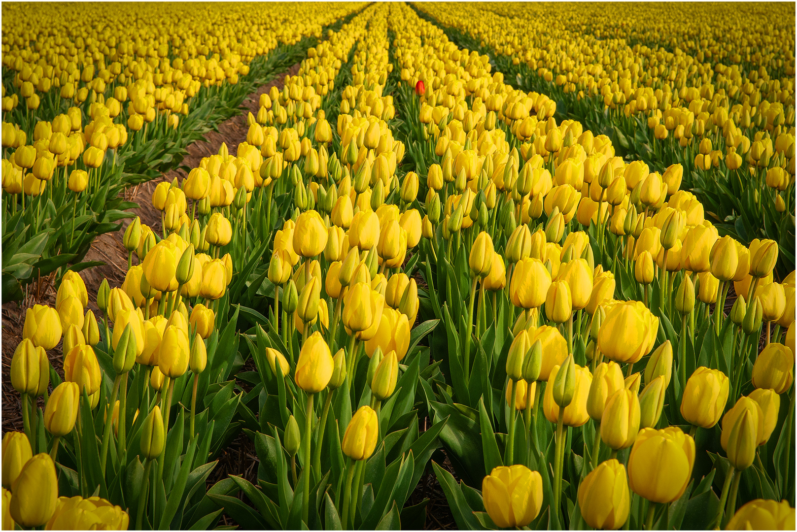 Tulpen aber nicht aus Amsterdam