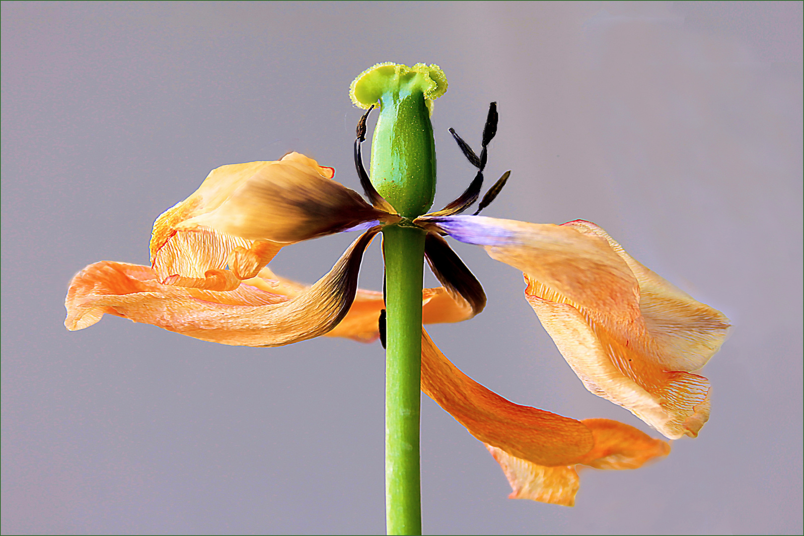  Tulpen Abflug 