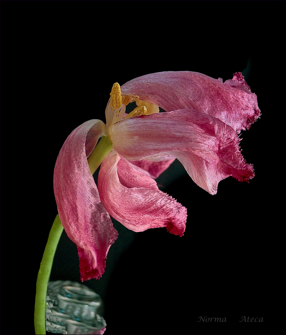 Tulpen Abschied 