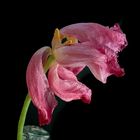 Tulpen Abschied 