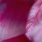Tulpen-Abstraktion