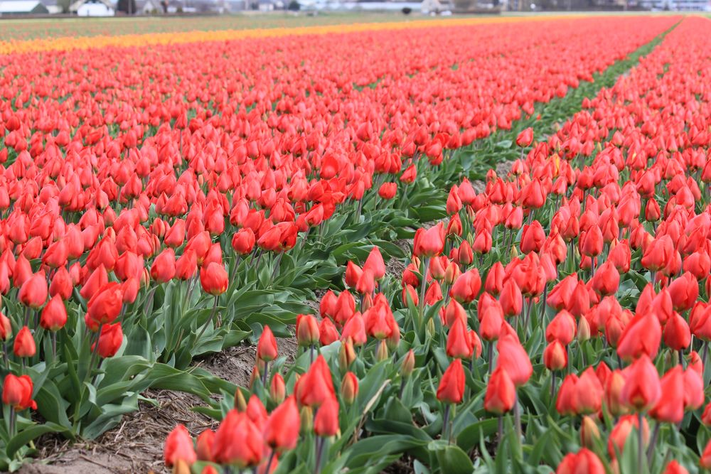 Tulpen von Bowii 