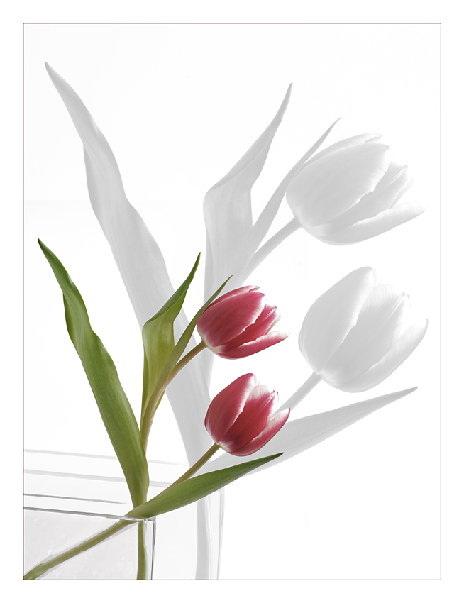 Tulpen