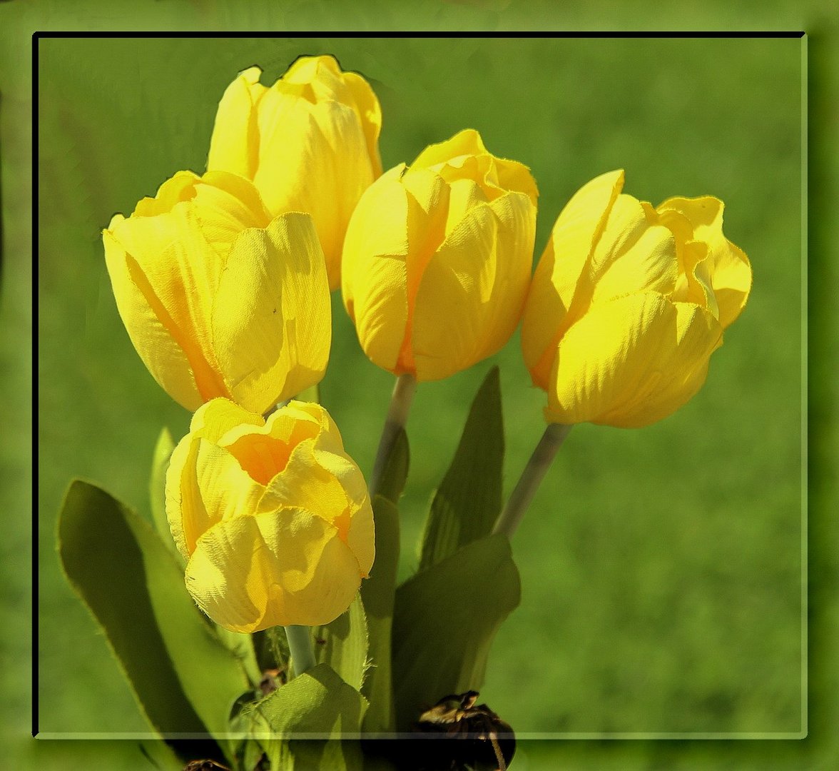 Tulpen