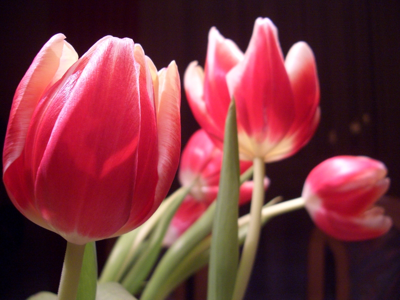 tulpen