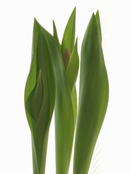 Tulpen