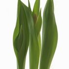 Tulpen