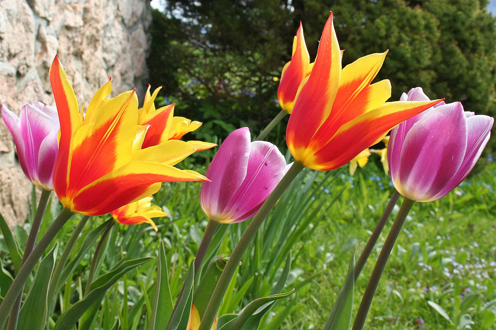 Tulpen