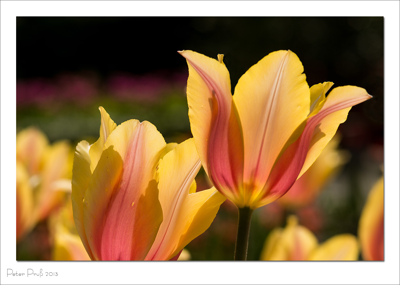 Tulpen als Boten des Frühlings - endlich!