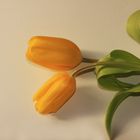 Tulpen als Mittwochsblümchen