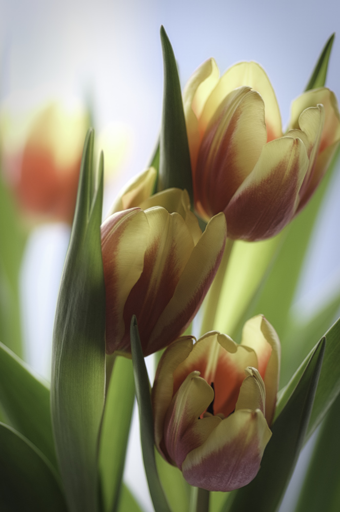 Tulpen als Stimmungsaufheller gegen Dauerregen...