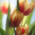 Tulpen als Stimmungsaufheller gegen Dauerregen...