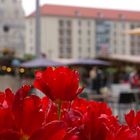 Tulpen am Altmarkt Dresden