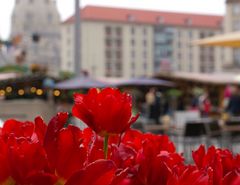 Tulpen am Altmarkt Dresden