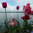 Tulpen am Bodensee