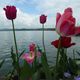 Tulpen am Bodensee