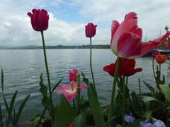 Tulpen am Bodensee