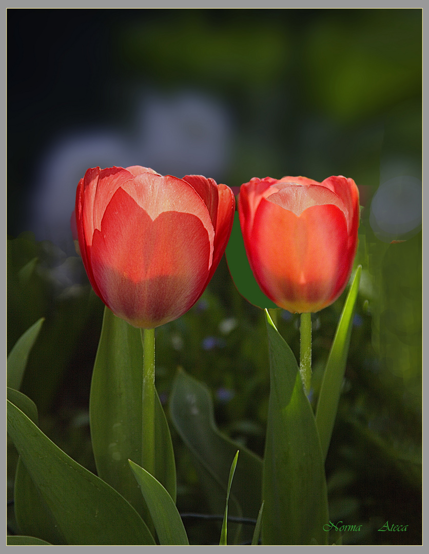 Tulpen  am Dämmerung 