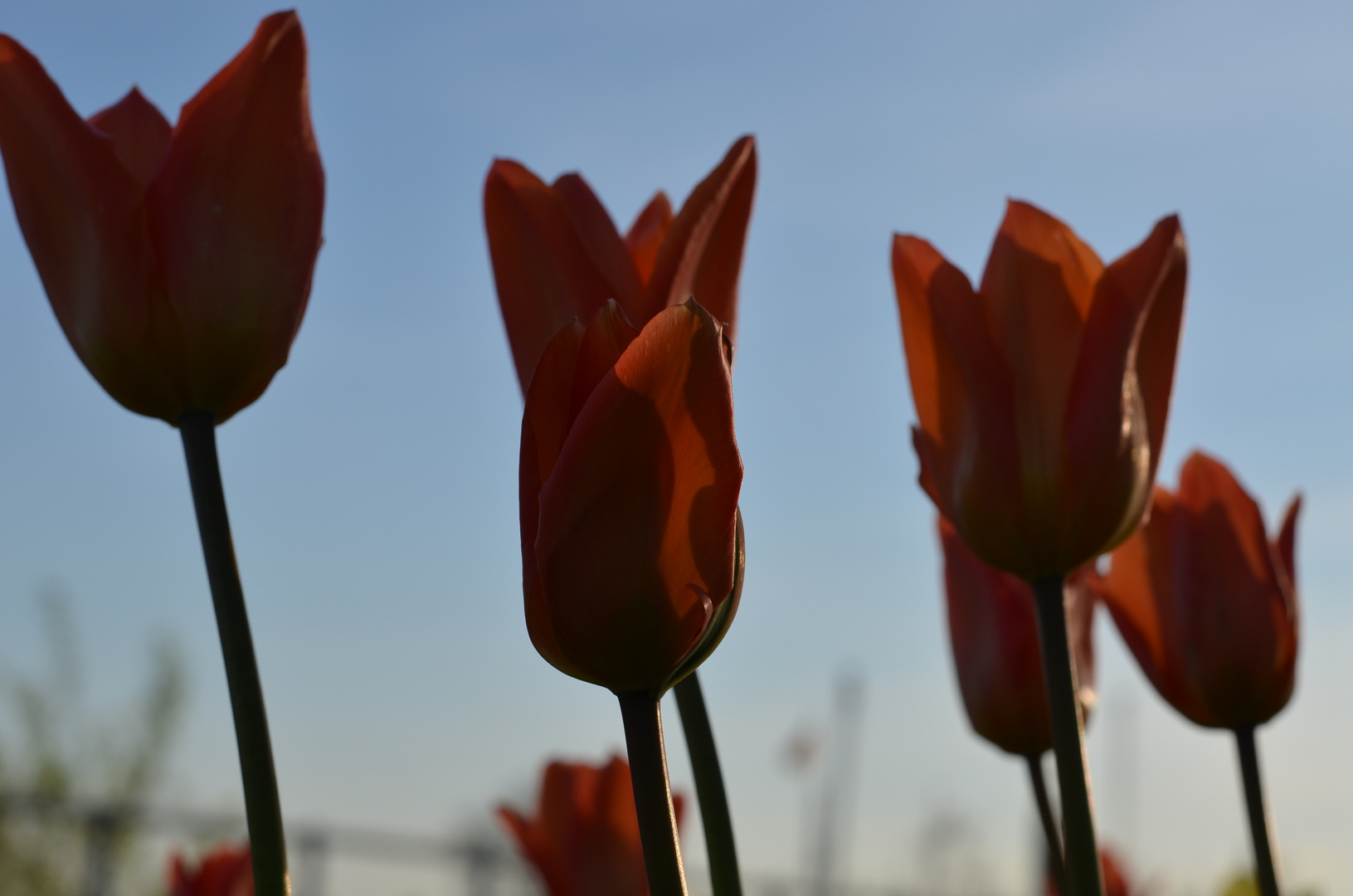 Tulpen am Elbufer