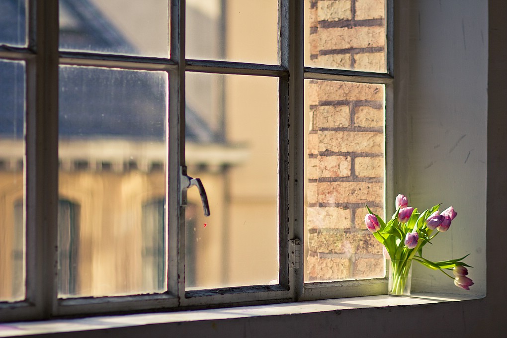 Tulpen am Fenster