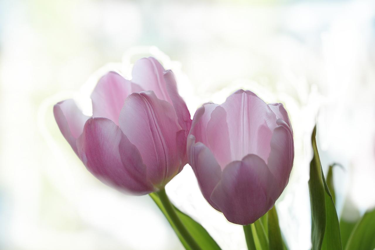 Tulpen am Fenster