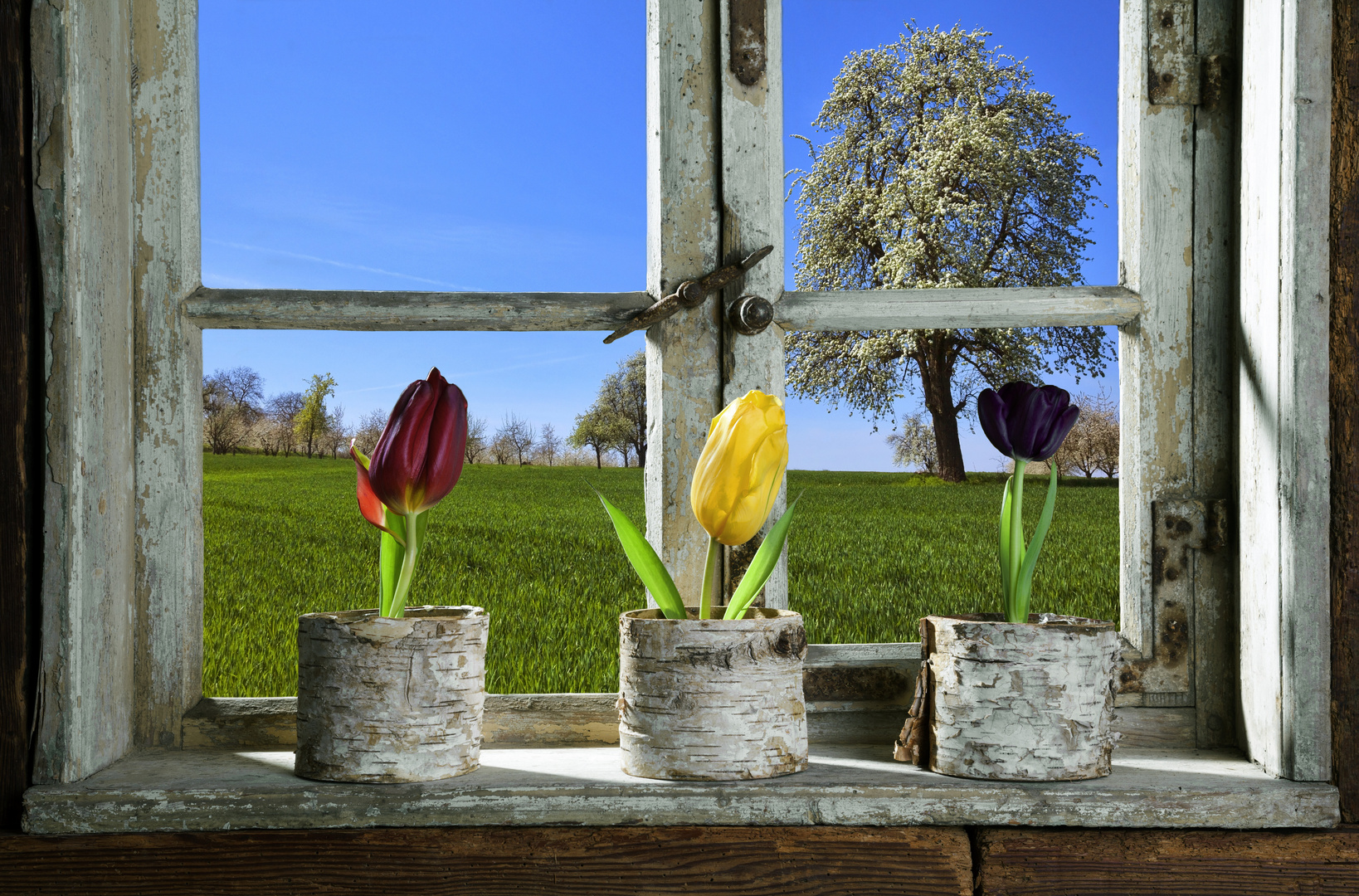 Tulpen am Fenster