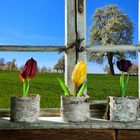 Tulpen am Fenster