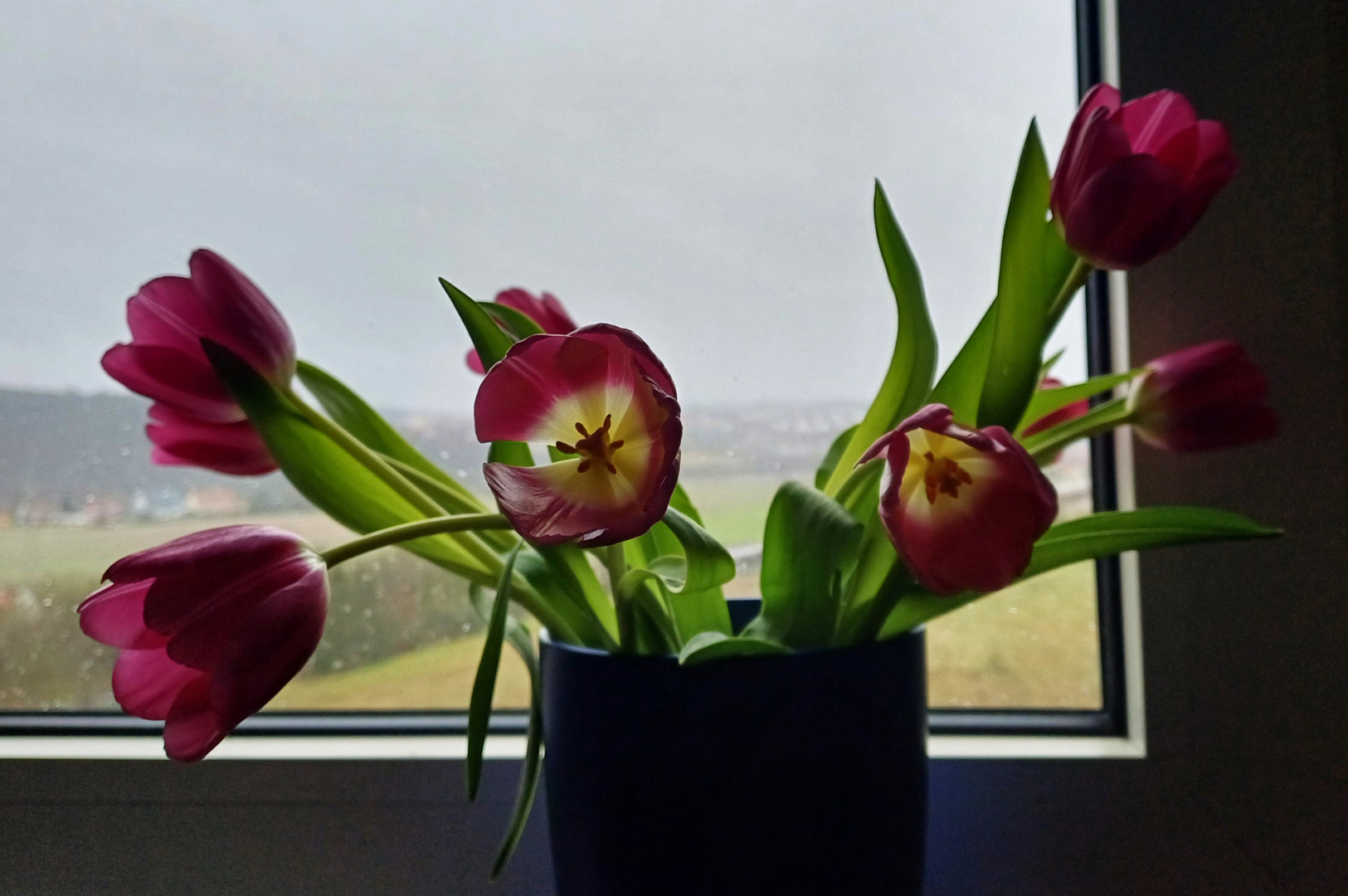 Tulpen am Fenster