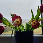Tulpen am Fenster