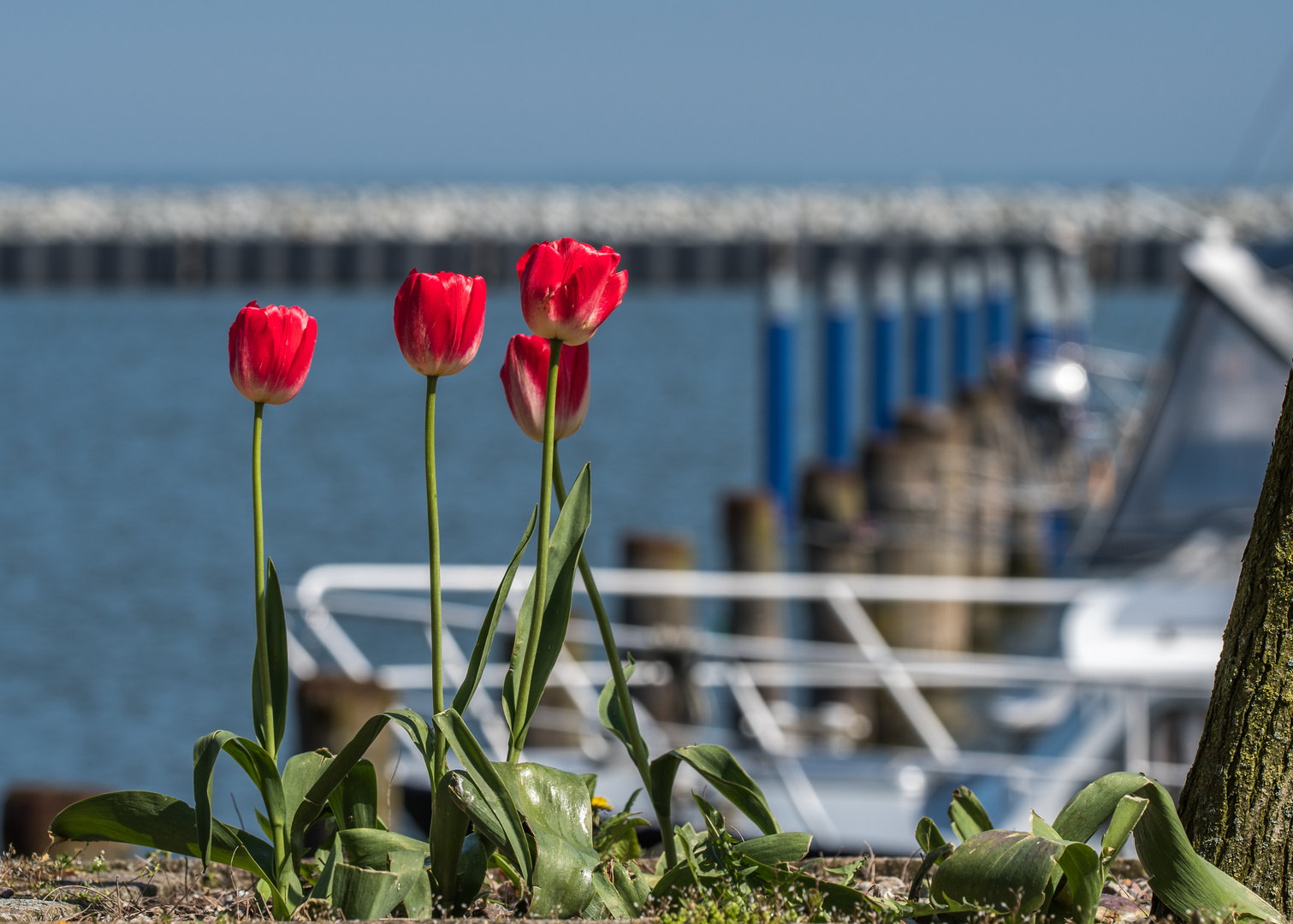 Tulpen am Hafen