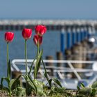 Tulpen am Hafen